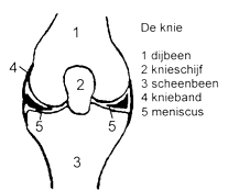 knie